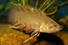 Microctenopoma ansorgii