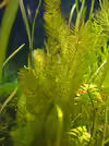 Myriophyllum hippuroides