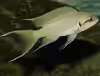 Neolamprologus brichardi
