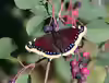 Nymphalis antiopa