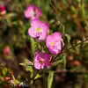 Oenothera rosea