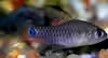 Oreichthys crenuchoides