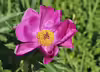Paeonia officinalis