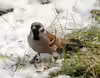 Passer montanus