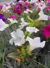 Petunia x atkinsiana