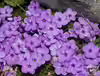 Phlox douglasii