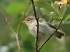 Phylloscopus trochilus