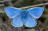 Polyommatus bellargus