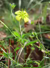 Potentilla erecta
