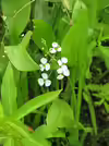 Sagittaria graminea