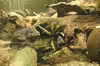Steatocranus casuarius