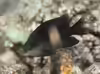 Stegastes nigricans