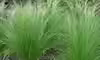 Stipa tenuissima