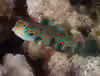 Synchiropus picturatus