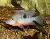 Thorichthys meeki