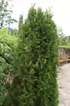 Thuja occidentalis