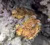 Turbinaria frondens