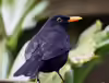 Turdus merula