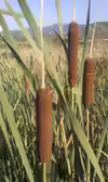 Typha angustifolia