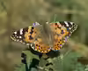 Vanessa cardui