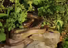Zamenis lineatus