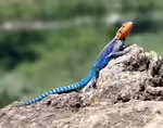 Agama lionotus im Terrarium halten (Einrichtungsbeispiele für Blaue Siedleragamen)