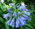 Agapanthus africanus im Garten pflanzen (Einrichtungsbeispiele mit Afrikanische Schmucklilie)