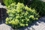 Alchemilla mollis im Garten pflanzen (Einrichtungsbeispiele mit Weicher Frauenmantel)