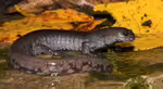 Ambystoma texanum im Terrarium halten (Einrichtungsbeispiele mit Zwerghornmolch)