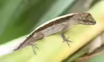 Anolis cupreus im Terrarium halten (Eirichtungsbeispiele für Kupferanolis)