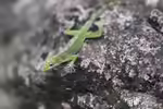 Anolis marmoratus im Terrarium halten (Einrichtungsbeispiele mit Leoparden-Anolis)