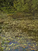 Aponogeton natans im Aquarium (Einrichtungsbeispiele mit Schwimmende Wasserähre)