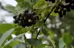 Aronia melanocarpa im Garten pflanzen (Einrichtungsbeispiele mit Schwarze Apfelbeere)