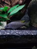 Aulonocara aquilonium im Aquarium halten (Einrichtungsbeispiele für Aulonocara aquilonium)