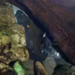 Coreobagrus ichikawai im Aquarium halten (Einrichtungsbeispiele für Nekogigi)