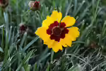 Coreopsis im Garten pflanzen (Mädchenaugen)