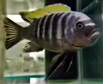 Cynotilapia aurifrons im Aquarium halten (Einrichtungsbeispiele für Cynotilapia aurifrons)