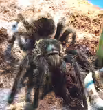 Grammostola grossa halten (Einrichtungsbeispiele für Argentinische Riesenvogelspinnen)