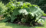 Gunnera tinctoria im Garten pflanzen (Einrichtungsbeispiele mit Mammutblatt)
