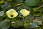Hydrocleys nymphoides im Aquarium (Einrichtungsbeispiele mit Seerosenähnlicher Wassermohn)