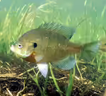 Lepomis macrochirus in Aquarium oder Teich halten (Einrichtungsbeispiele mit Blauer Sonnenbarsch)