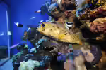 Lophodiodon calori im Aquarium halten (Einrichtungsbeispiele für Mimikry-Igelfisch)