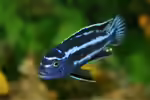 Melanochromis-Arten im Aquarium halten (Einrichtungsbeispiele für Melanochromis-Arten)