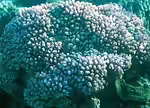 Montipora informis im Aquarium halten (Einrichtungsbeispiele für Kleinpolypige Steinkoralle)