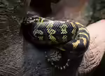 Morelia spilota im Terrarium halten (Rautenpython)