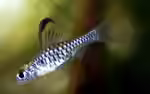 Oreichthys parvus im Aquarium halten (Einrichtungsbeispiele für Kleine Segelflossenbarbe)