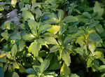 Pachysandra terminalis im Garten pflanzen (Einrichtungsbeispiele mit Japanischer Ysander)