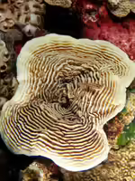 Pachyseris speciosa im Aquarium halten (Einrichtungsbeispiele für Rillenkoralle)