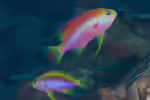Pseudanthias ventralis im Aquarium halten (Einrichtungsbeispiele für Schleierflossen-Fahnenbarsch)