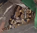 Python regius halten (Einrichtungsbeispiele für Königspython)